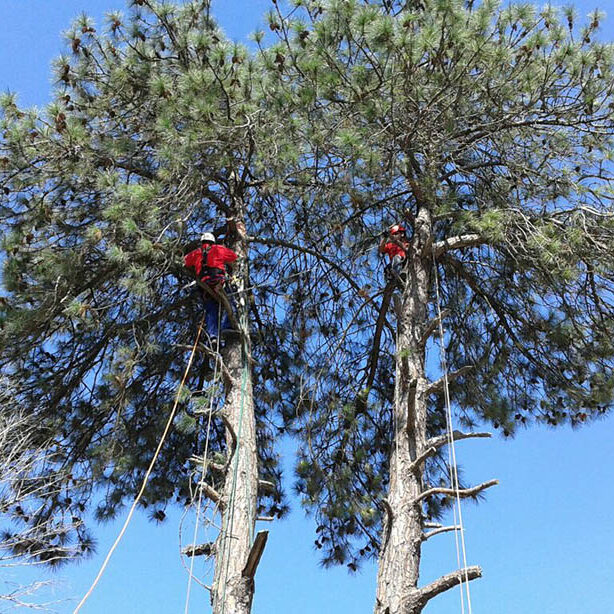Poda de árvores Acesso por cordas